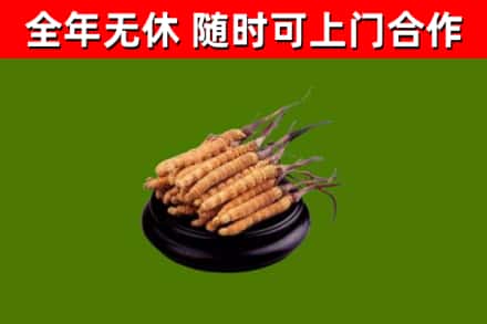 景德镇市回收散虫草