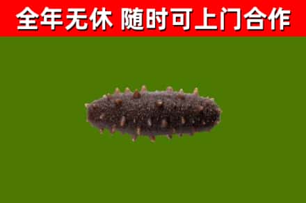 景德镇市回收海参干